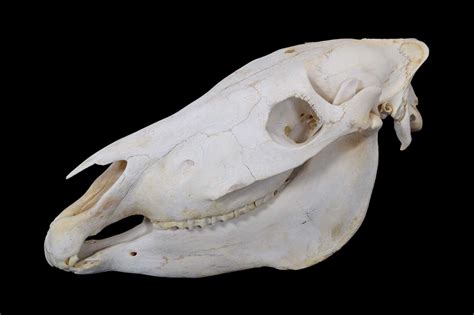 Skulls/Anatomy: Burchell's Zebra Skull (Equus quagga) | Barnebys