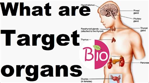 What is target organ? by Simply The Best BIO - YouTube