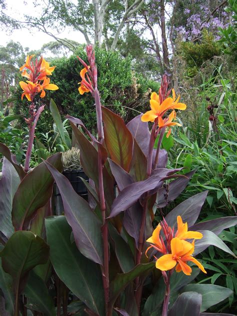 orange flowers are blooming in the garden next to green plants and ...