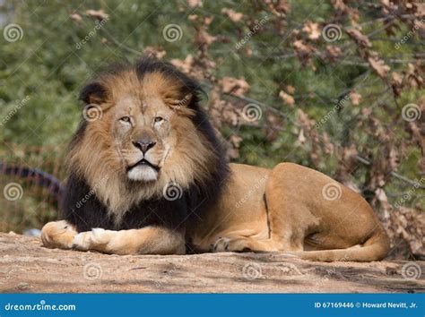 Male lion laying down. stock photo. Image of parent, male - 67169446