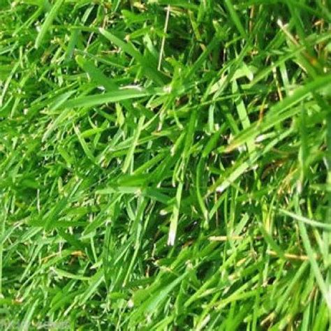 Green Bermuda Grass, Packaging Type: Bag at Rs 1.3/sq ft in Bengaluru | ID: 19917472512