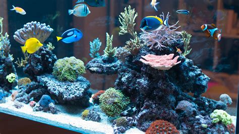 Too Much Salt In Saltwater Aquarium - Aquarium Views