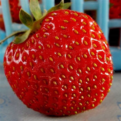 Egrow 100Pcs Giant Red Strawberry Seeds Heirloom Super Japan Strawberry Garden Seeds at Banggood