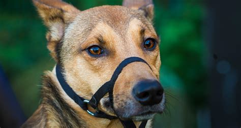 Using A Muzzle As A Training Aid: What You Should Know - PetlifeSA