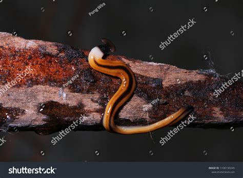 Hammerhead Flatworm Land Planarian Bipalium Habitat Stock Photo ...