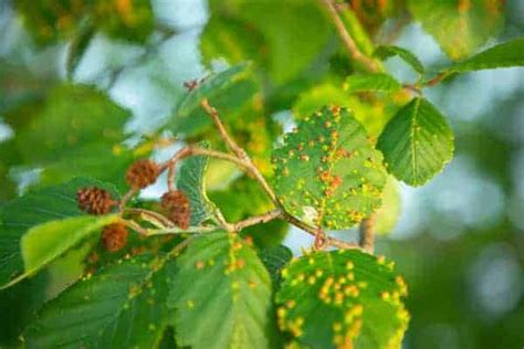 What Causes Rust Disease on Plants? and How to Treat Them? – Simplify Gardening