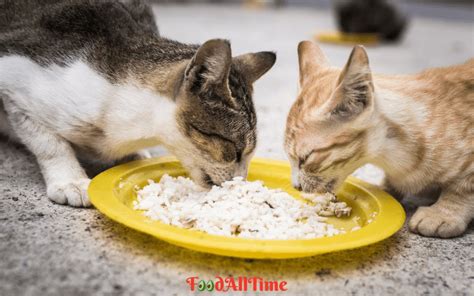 Homemade Cat Food Recipe With Tuna And Rice - FoodAllTime