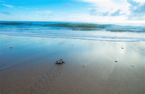 Documenting the journey of the loggerhead turtle hatchlings - World Science Festival Brisbane