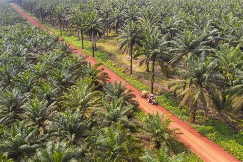 Drones Are Saving The South Asian Palm Oil Plantations - Flykit Blog