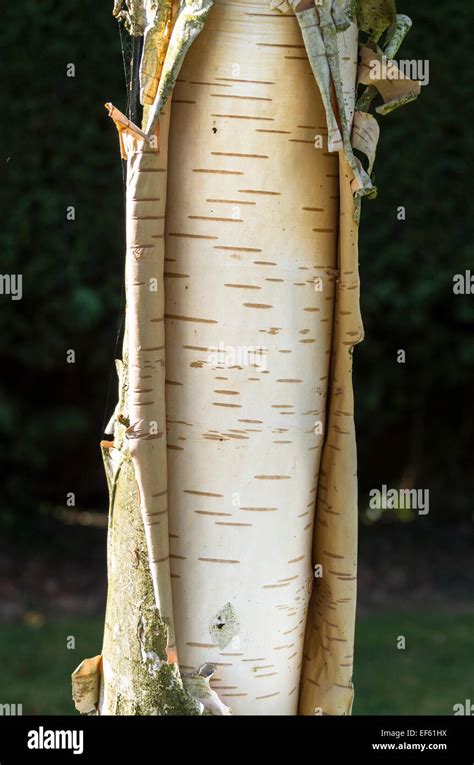 Peeling bark on silver birch tree in Autumnc Stock Photo - Alamy