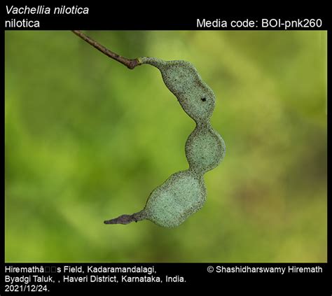 Vachellia nilotica | Butterfly