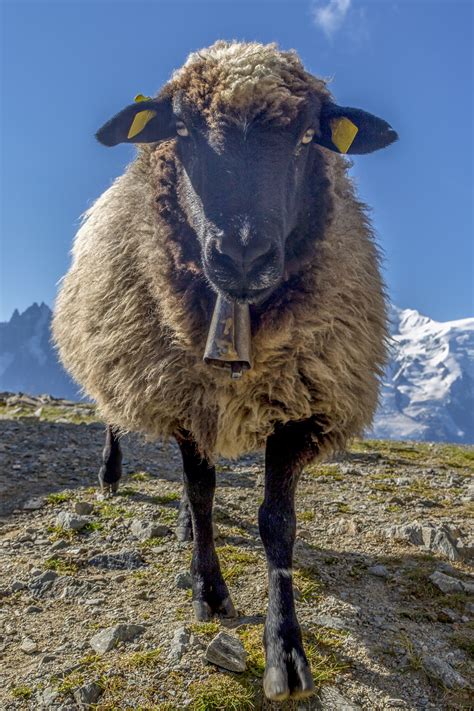 Sheep On The Mountain Free Stock Photo - Public Domain Pictures