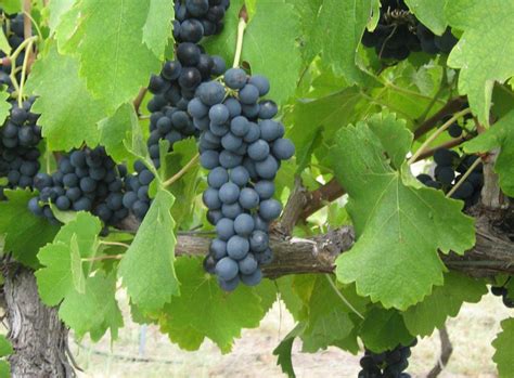 Shiraz Grapes – Twisted Gum Wines