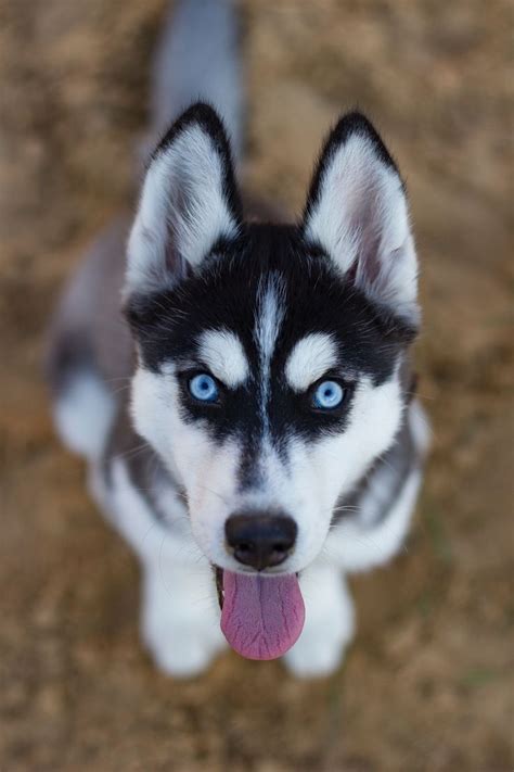 Black and white Siberian husky puppy! | Siberian husky dog, Husky puppy ...