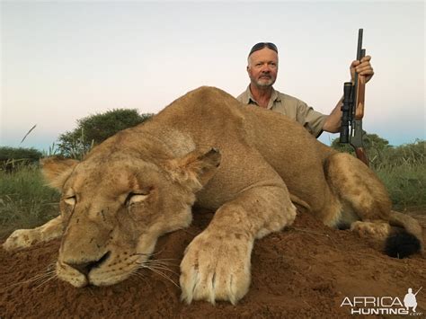 South Africa Hunting Lioness | AfricaHunting.com