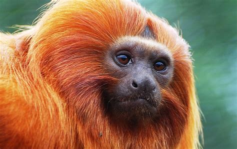 Golden lion tamarin - Leontopithecus rosalia | Visit us at Marwell Zoo