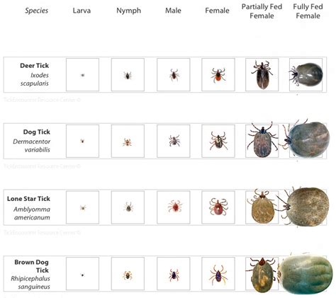 partially fed deer tick - Clip Art Library