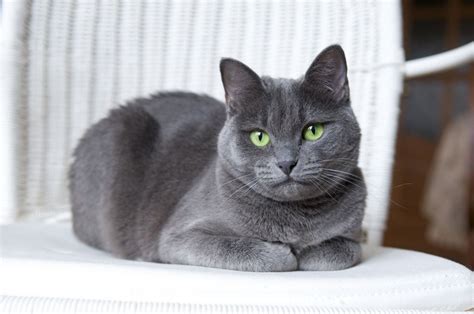 Russian Blue Cat Breed Guide - PetPlace