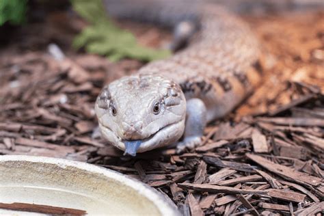 The Blue Tongue Skinks Diet Is Best Described as - Antony-has-Oneill