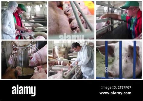 Pig Farming Animated Multi Screen Video. Intensive Pig Farming. Veterinarian Doctor Examining ...