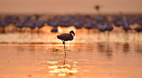 Lake Natron Fossilised Animals Tour - Kated