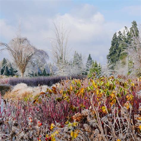 Colorful, Icy Landscape after the Storm Stock Photo - Image of foliage, cold: 100935560