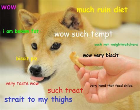 Introducing Doge, the internet meme which has everybody talking like idiots