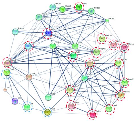 Protein-protein interactions by STITCH. The interactive networks of 17 ...