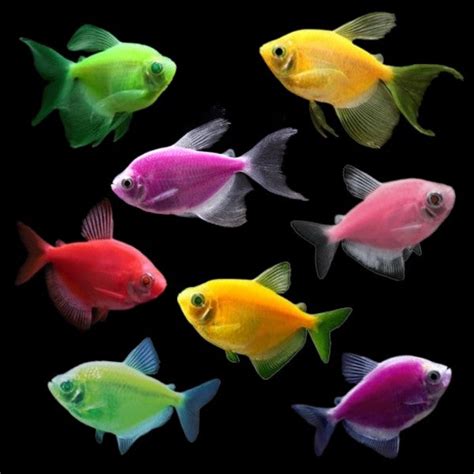 GloFish® Tetra Deluxe Collection – GloFish, LLC