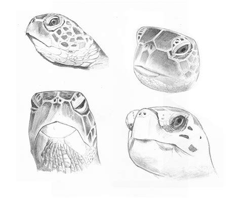 Turtle Head Drawing at PaintingValley.com | Explore collection of Turtle Head Drawing