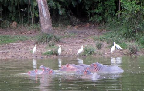 Chasing Colombia's 'cocaine hippos' - The San Diego Union-Tribune