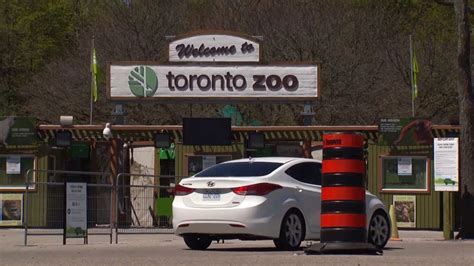 Drive-thru "safari" officially opens at Toronto Zoo - YouTube