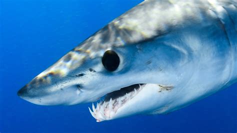 Here's How Fast Mako Sharks Can Actually Swim