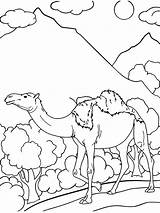 Outline Dromadaire Camels Cute Clipartmag Effortfulg Coloriages Animals  sketch template