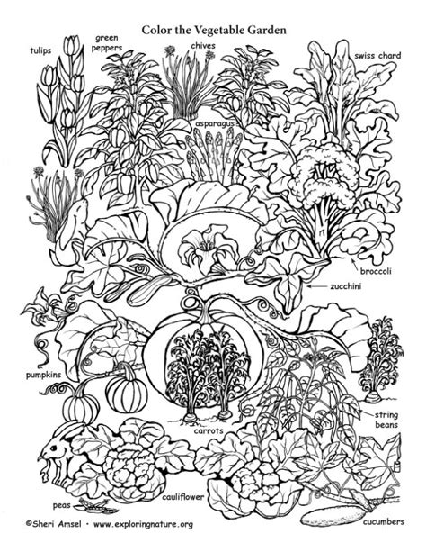 Vegetable Garden Coloring Page