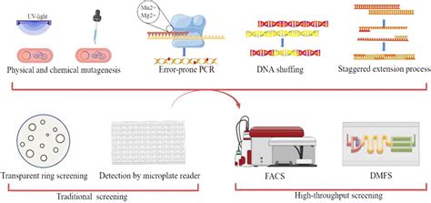 Random mutation and high-throughput screening methods (by Figdraw). In ...