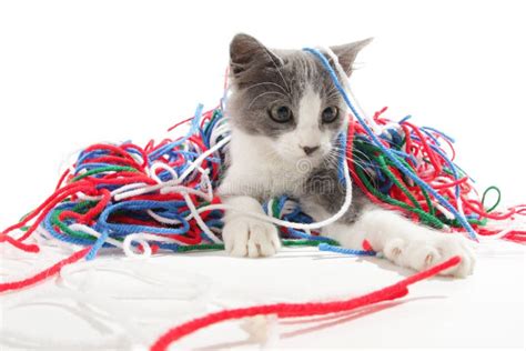 Kitten Playing With Yarn Royalty Free Stock Photography - Image: 6351597