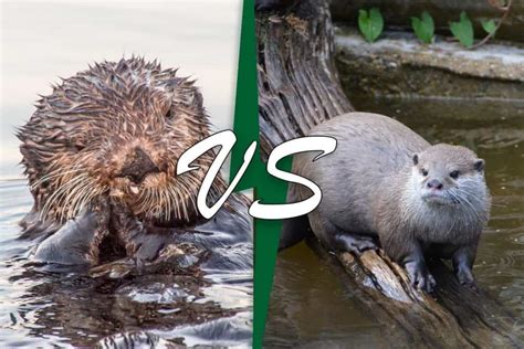 Sea Otter Vs River Otter (9 Key Differences) - Wildlife Informer