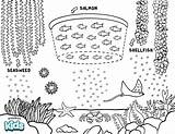 Seaweed Coloring Pages Cartoon Printable Algae Three Kelp Drawing Kids  sketch template