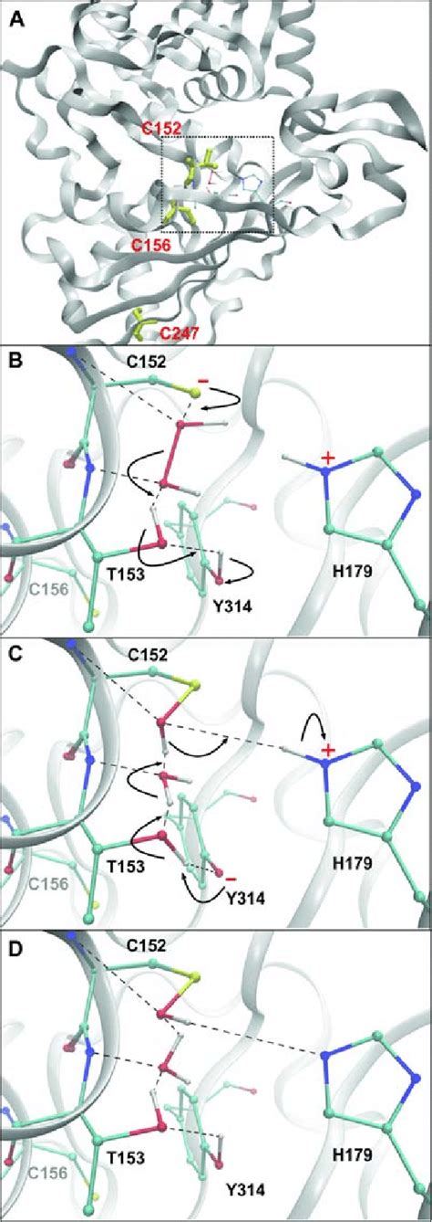 Structure of human GAPDH and reaction of active-site residues with H 2 ...