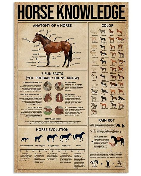 Horse Knowledge | Knowledge, Horses, Horse anatomy