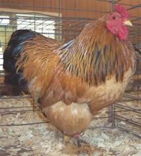 The Best 10 Dual-Purpose Chicken Breeds For Eggs And Meat | hubpages