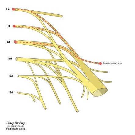 Superior Gluteal Nerve Injury