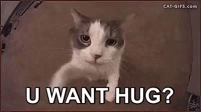 Cat UWant Hug GIF - Cat UWantHug - Discover & Share GIFs