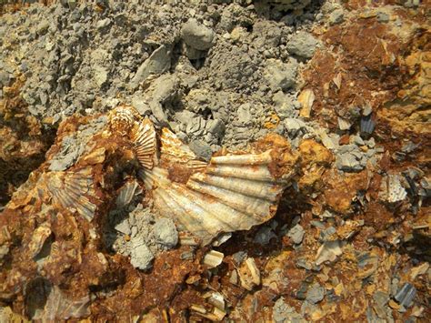 Calvert Cliffs fossils:hidden treasures | Fossils, Calvert, Littoral zone