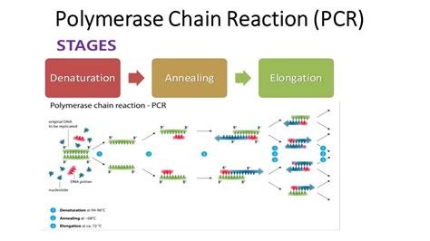 Polymerase chain reaction (PCR): Principle, procedure or steps, types and application - Online ...