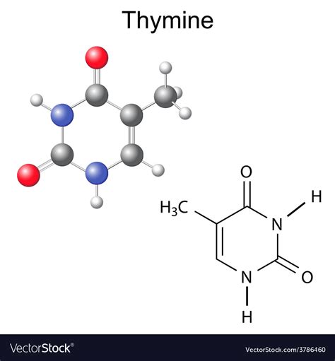 Chemical structural formula and model of thymine Vector Image