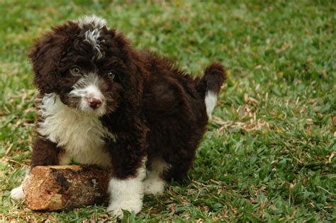 Spanish Water Dog Puppies For Sale | Miami, FL #117251