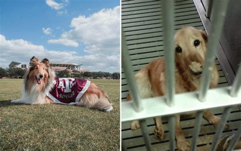 Golden Retrievers Die in TAMU Lab While Collie Mascot Is Lauded | | PETA