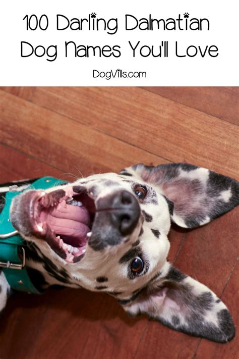 100 Absolutely Darling Dalmatian Dog Names - DogVills